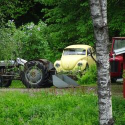 Schon wieder ein Käfer...