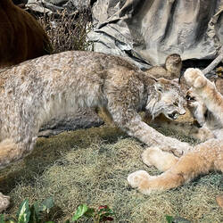 Lynx and ptarmigan are part of the wildlife display @ the Knotty Shop — Richardson Hwy, AK.