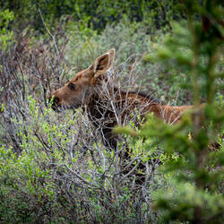 Shy moose calf grazing in the willows — Denali Hwy, AK.