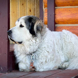 A sweet guard dog at Maclaren Lodge — Denali Hwy, AK.