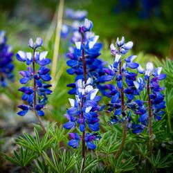 Arctic lupines along the road — Denali Hwy, AK.