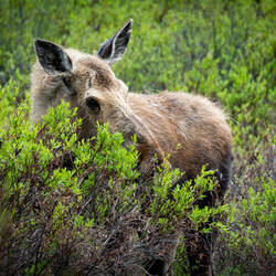 Mama moose keeping an eye on her calf — Denali Hwy, AK.