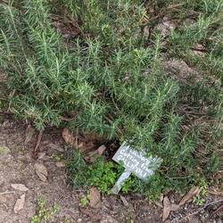 Rosemary growing from a cutting from Gallipoli