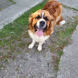 Einen kleinen Hofhund gibt es auch. 🐶