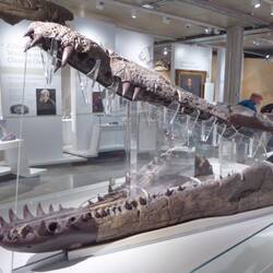 Pliosaur jaw from 150 M years ago