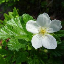 Blüte der Moltebeere