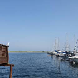 Eine verträumte Möwe am Wendtorfer Hafen