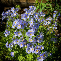 Showy Jacob's Ladder — Chicken Post Office, AK.