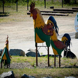 Chickens with Alaska Humor — Downtown Chicken, AK.