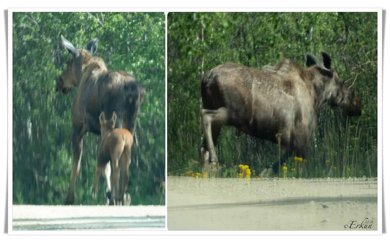 Moose with fawn trotting down the Taylor Highway ... as we leave Chicken, AK (just memory shots).