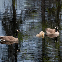 Canada geese family out for an evening outing — Westfork BLM Campground on the Taylor Highway, AK.