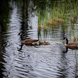 Two goslings accompany their parents — Westfork BLM Campground on the Taylor Highway, AK.