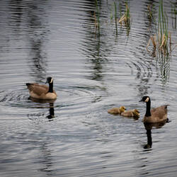 Canada geese family out for an evening outing — Westfork BLM Campground on the Taylor Highway, AK.