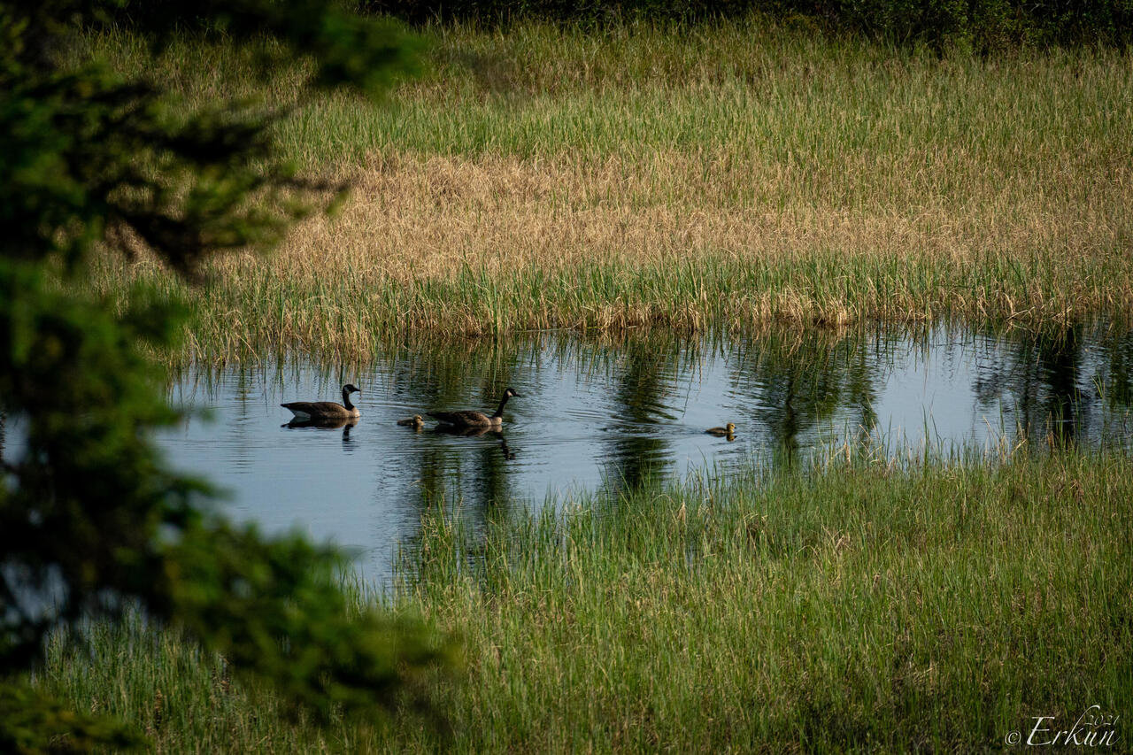 Family of Canada geese swimming in the slough — Westfork BLM Campground ... Taylor Highway, AK.