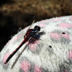 A Hudsonian Whiteface comes calling — Westfork BLM Cg ... Taylor Highway, AK.