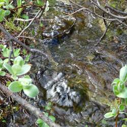 Das Wasser kommt aus diesen zwei Quelllöchern am oberen Ende des Weges.