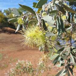 Wattle flowers..