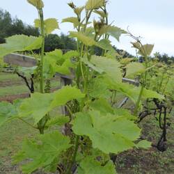 Vines in flower
