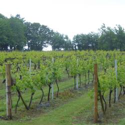 Vineyard