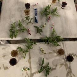 Evangelias Schnaps Tasting