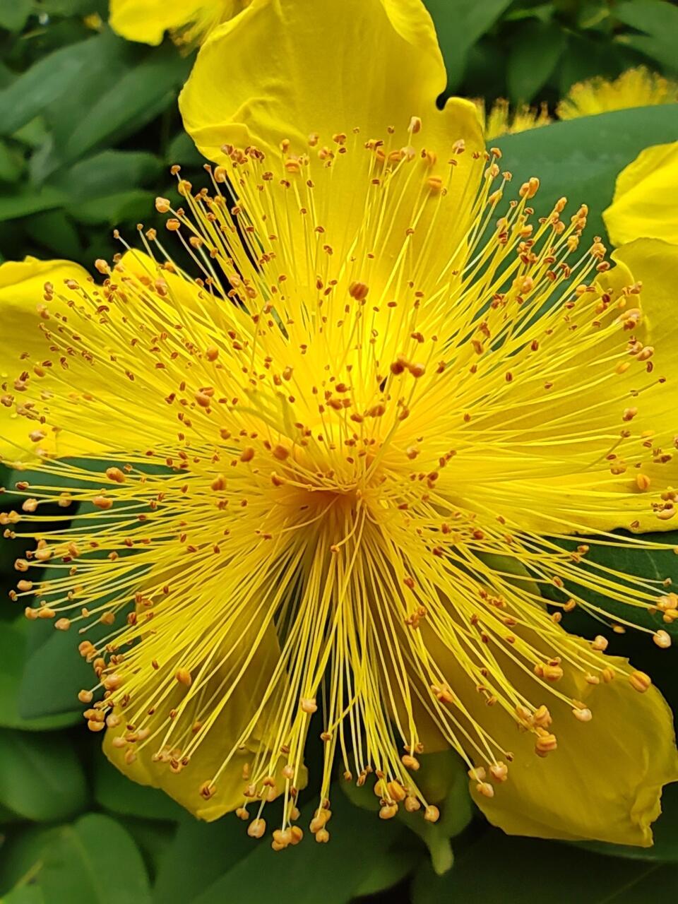 Großblütiges Johanniskraut