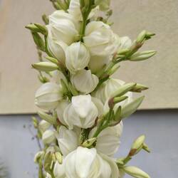 Palmlilie bzw. Yucca
