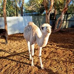 Baby camel 😍