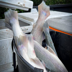 Cutting tails this way marks the catch as subsistence — Copper River in Chitina, AK.