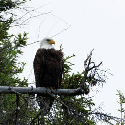 Bald Eagle patiently waiting for its turn to fish — Copper River in Chitina, AK.