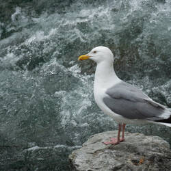 One of the many gulls at O'Brien Creek — Chitina, AK.