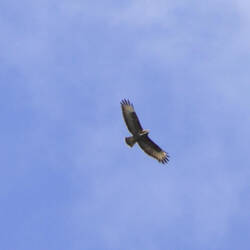 Seeadler