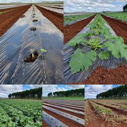 Zucchinipflanzen in jedem Alter