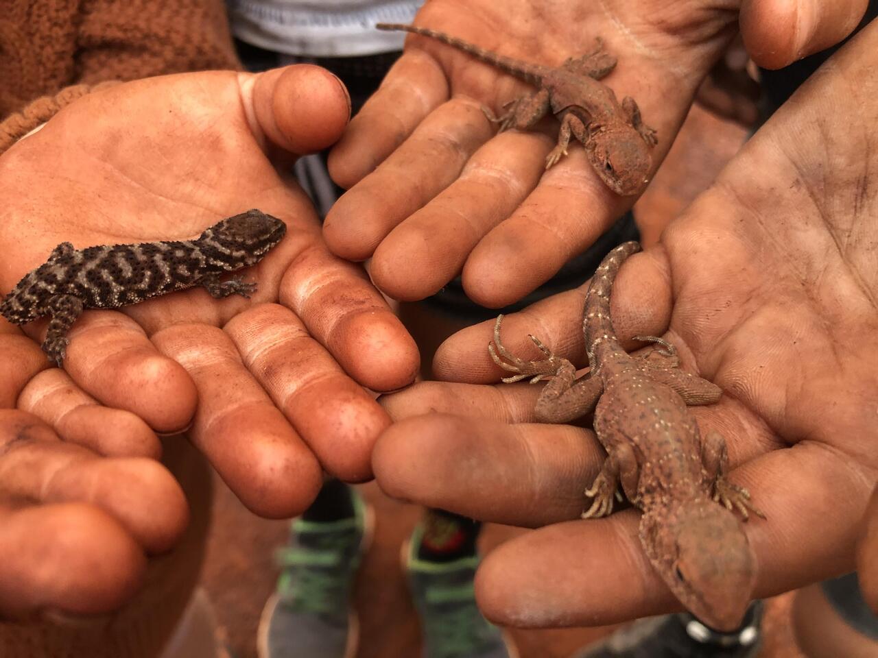 Lizard Collection
