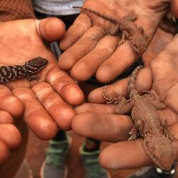 Lizard Collection