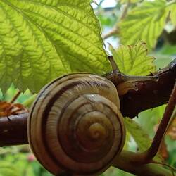 Gartenschnirkelschnecke