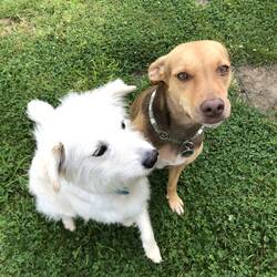 Zwei Hunde Seelen sind sich begegnet, beide sind wild geboren. Genie kommt aus Griechenland