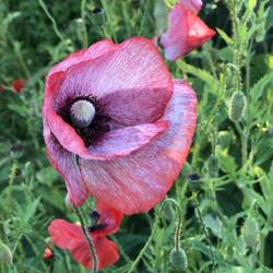 Echter Schlafmohn