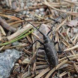 Mit DEN Antennen empfängt der sicher auch Satellit... 😅