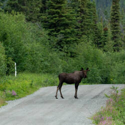 Trying to decide if she should let us by — McCarthy Road, AK.