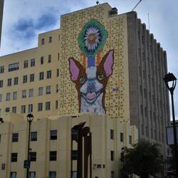 Den einzigen Chihuahua, den ich gesehen habe