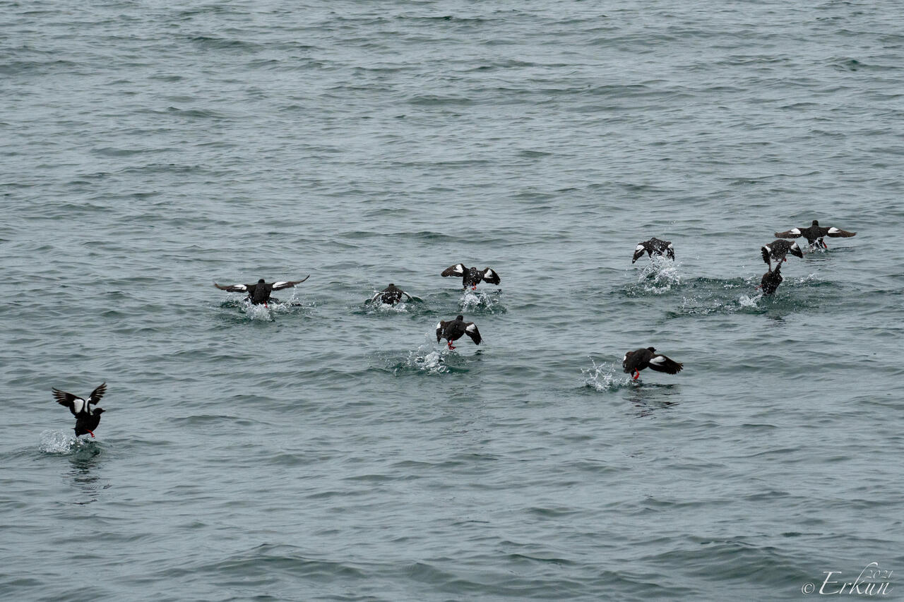 Pigeon guillemots scattering ahead of the boat — Meares Glacier Cruise, AK.
