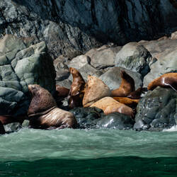 Steller Sea Lions at the Bull Head haul-out — Meares Glacier Cruise, AK.