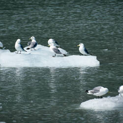 Black-Legged Kittiwakes — Meares Glacier Cruise, AK.