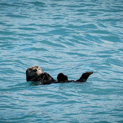 North Pacific Sea Otter — Meares Glacier Cruise, AK.