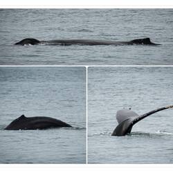Some of our humpback whale encounters — Meares Glacier Cruise, AK.