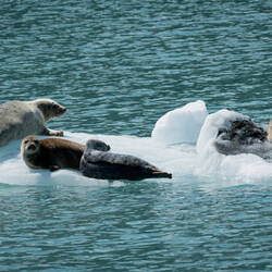 Harbor seals rafting on an ice floe — Meares Glacier Cruise, AK.