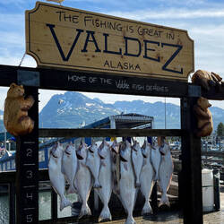 Someone (or someones) had a productive halibut charter — Valdez, AK.