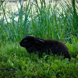 There are a number of bunnies hopping around downtown ... here's one — Valdez, AK.