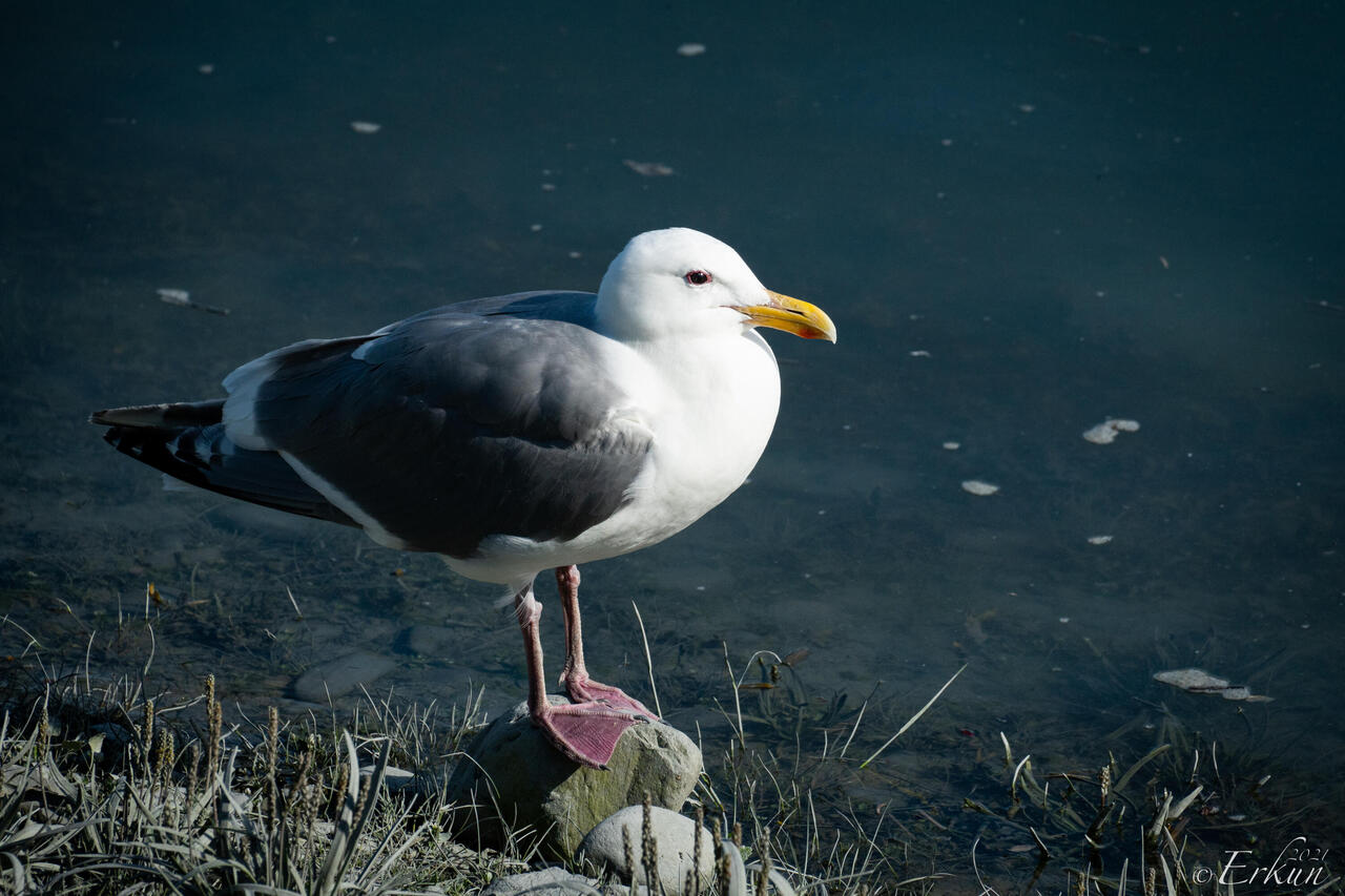Mew gull enjoying the sun — Valdez, AK.