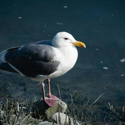 Mew gull enjoying the sun — Valdez, AK.